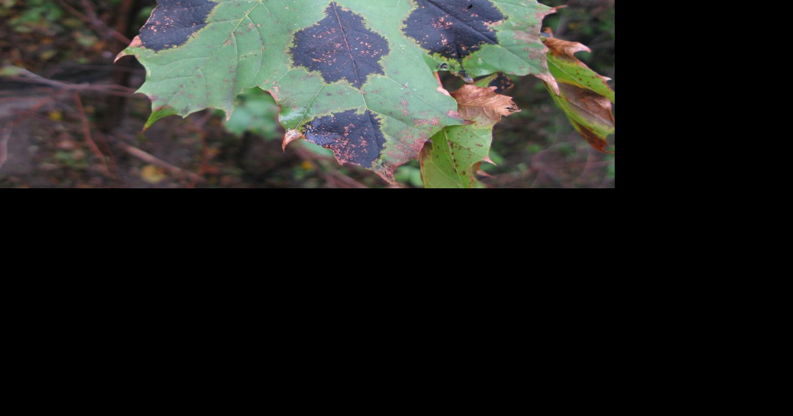 Master Gardener: August weather, gypsy moths and dropping ...
