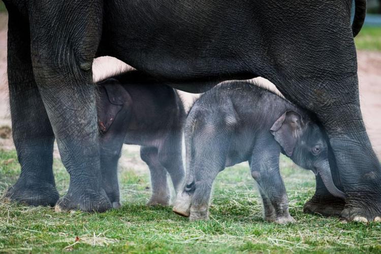 Extremely rare twin elephants born at Syracuse zoo | Lifestyles