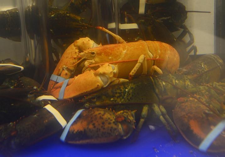WATCH: Orange lobster, named Tangerine, has new home at aquarium