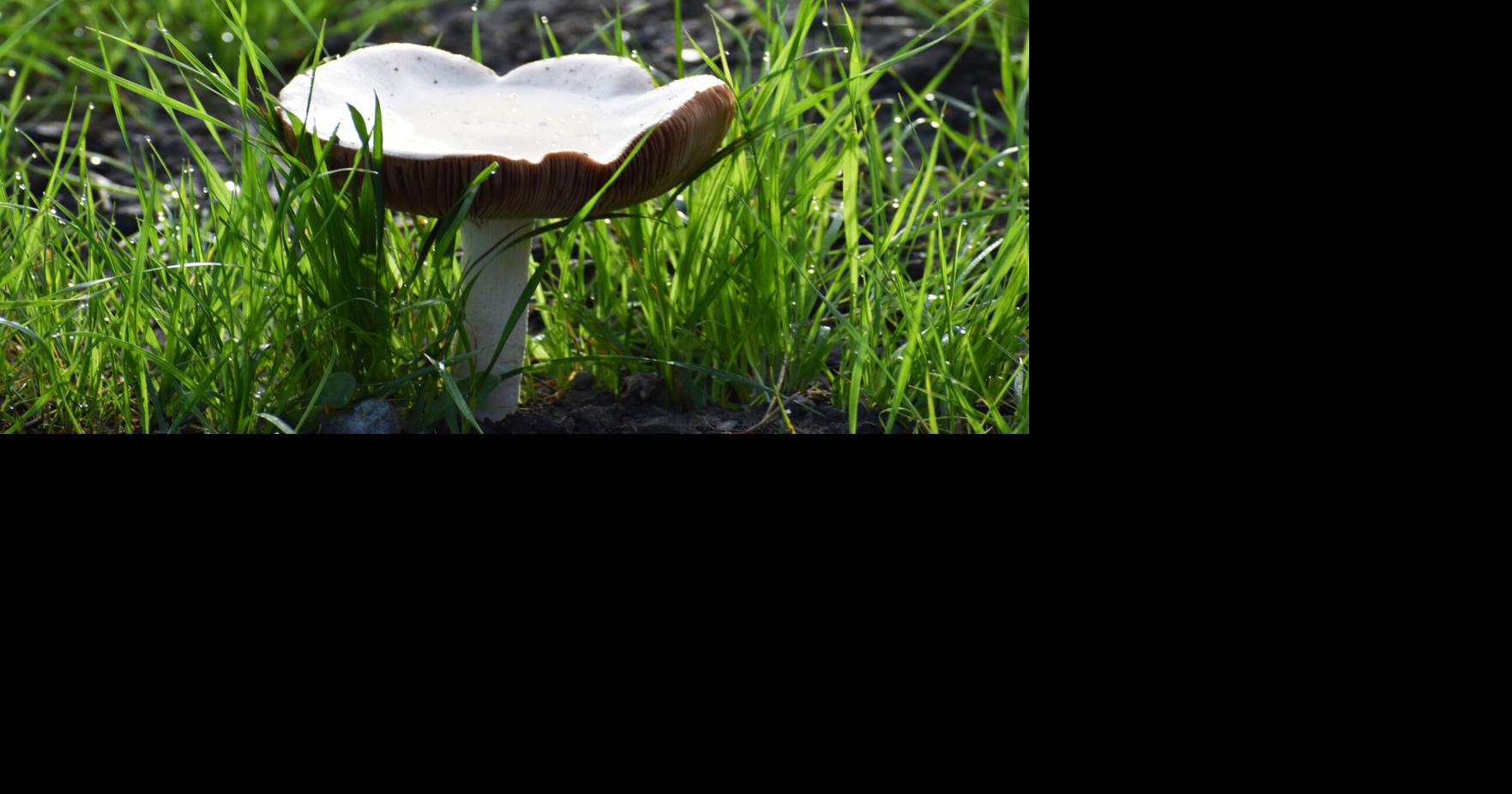 California mushroom poisonings are on the rise. Here's what's being done