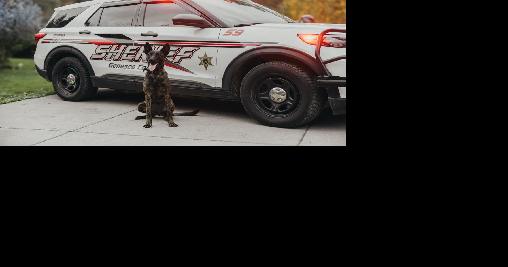 New sheriff's K-9 named in honor of Sgt. Thomas Sanfratello