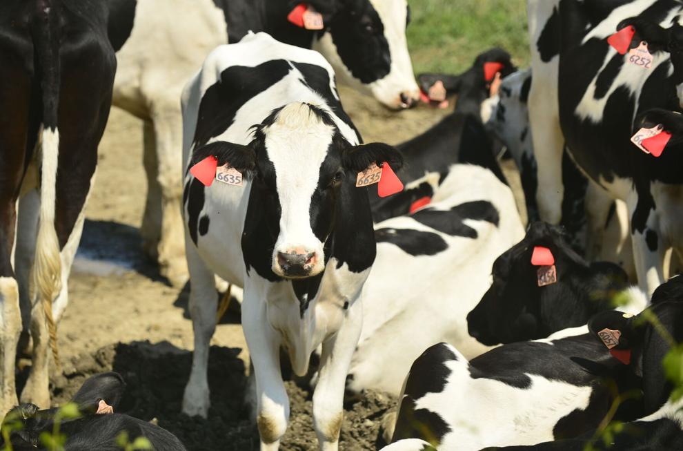 Holstein Dairy Cattle Competition returns to Great New York State Fair