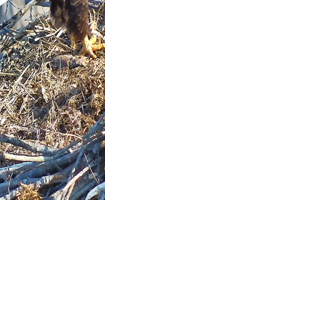 Guest Essay: Iroquois refuge eaglet growing stronger