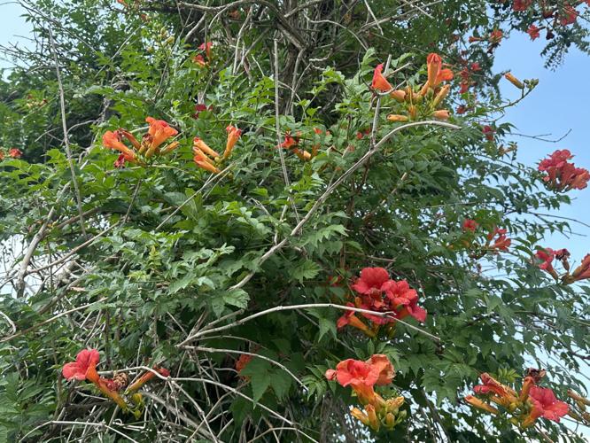 Feathered Friends: The story of my favorite tree | Lifestyles ...