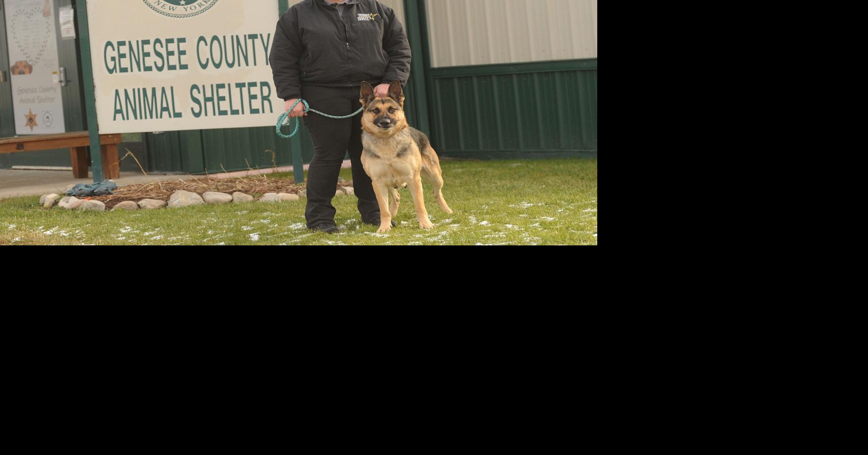Officer Sarah Fountain adjusting to animal control job Top Story