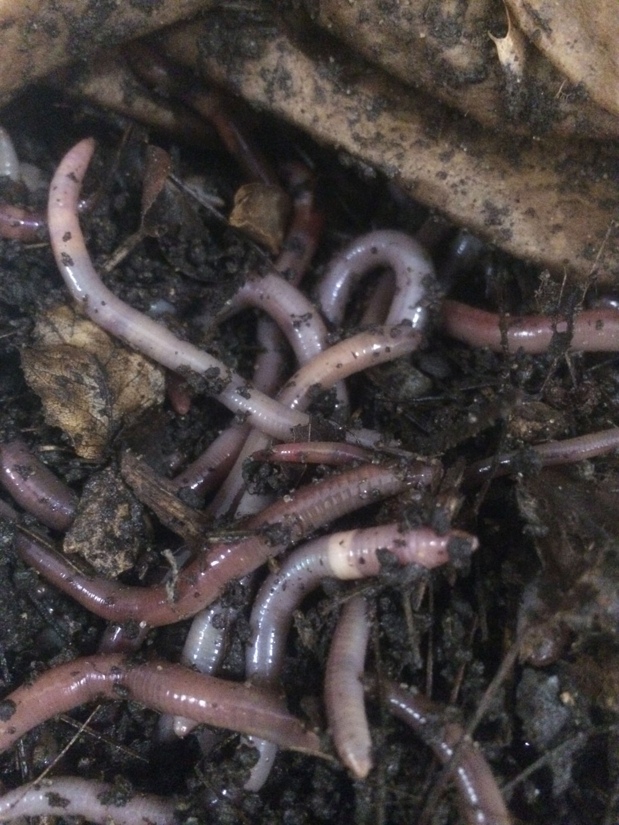 Jumping worms can seriously damage your garden Lifestyles