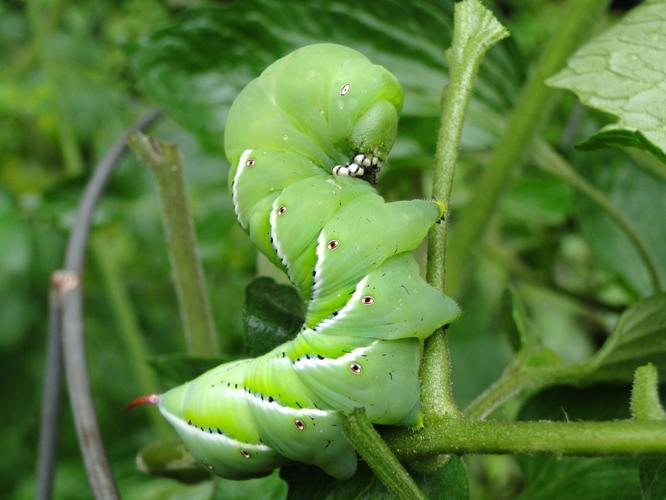 do tobacco hornworms bite How to Find, and Control Tomato or Tomato Hornworms: How to Identify,