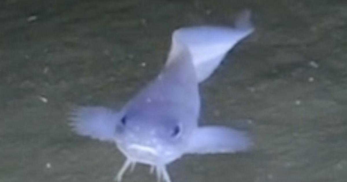 Suny Fish SUNY Geneseo professor part of team that discovered new fish species ...