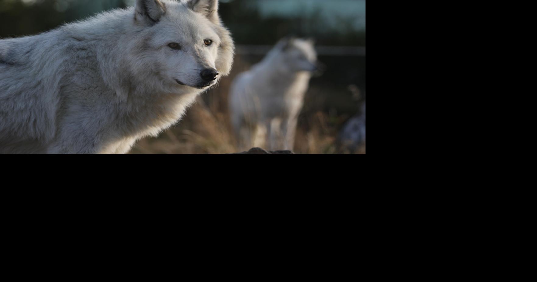 Do wolves actually fix habitats and change rivers? Here’s what new ...