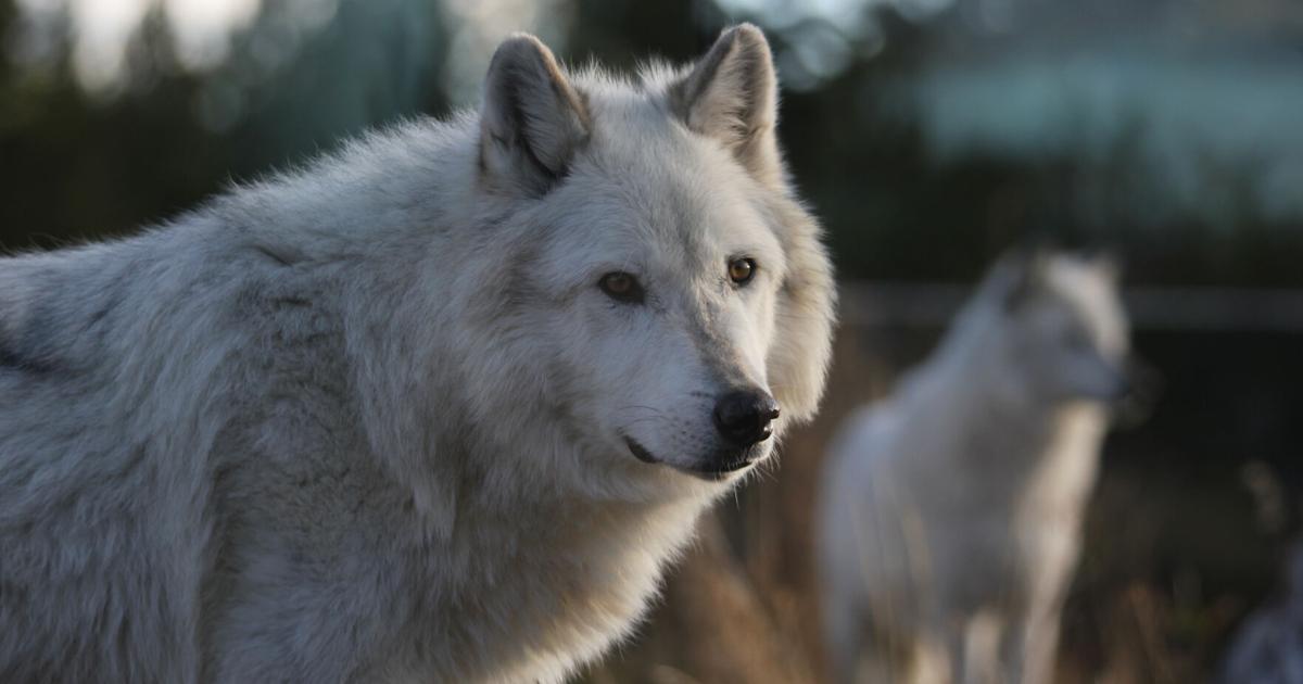 Do wolves actually fix habitats and change rivers? Here’s what new ...