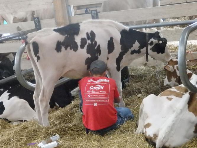 Wyoming County Fair: Rave reviews for new cattle barn | Local News ...