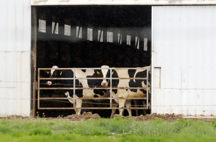 Editorial — Down the drain: Dairy producers are forced to dump milk as ...