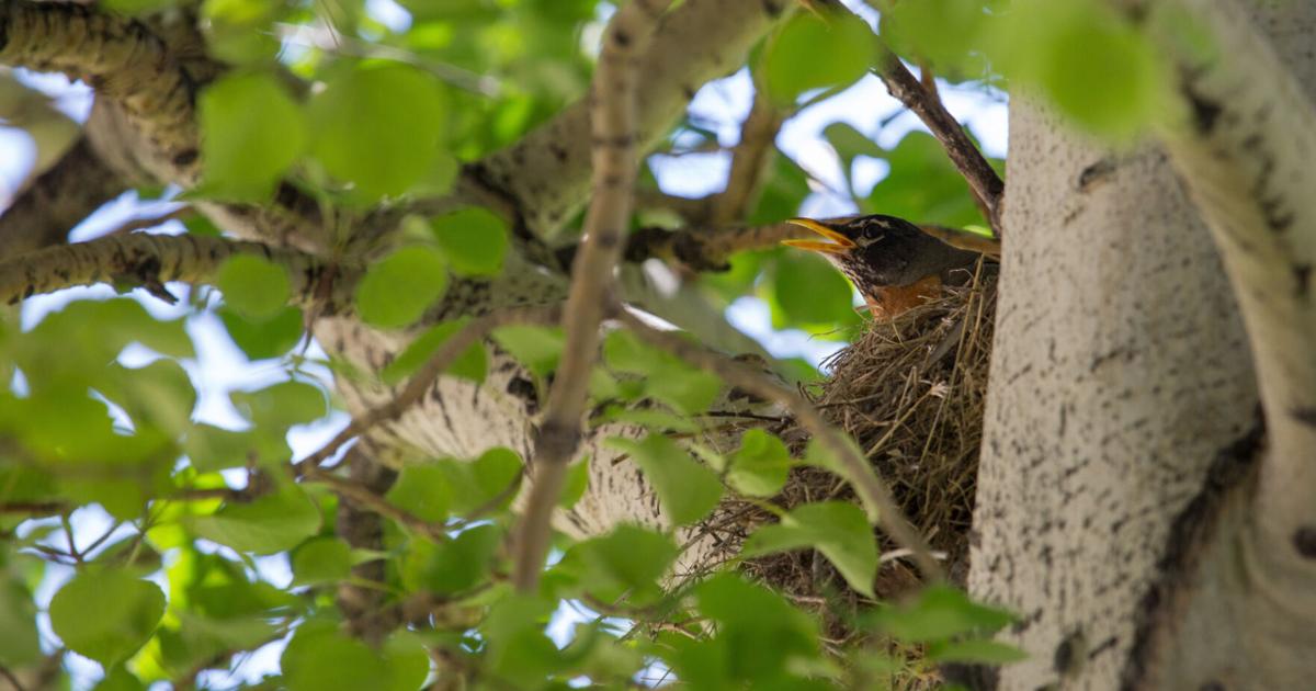 Feathered Friends: Now is great time to enjoy nature | Lifestyles