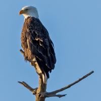 Feathered Friends: ‘Scavenging’ for birds |