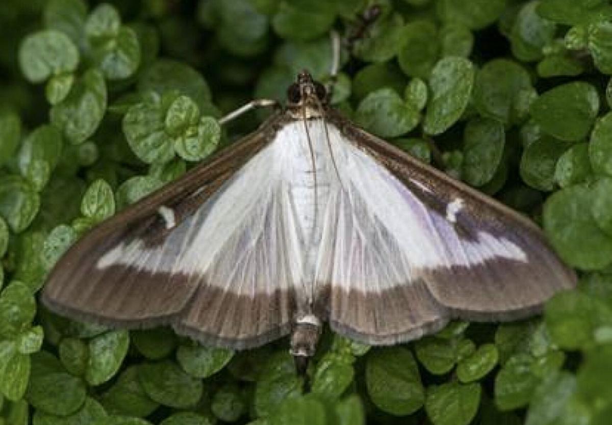 Ag and Markets; Invasive box tree moth detected in Niagara County | Top ...