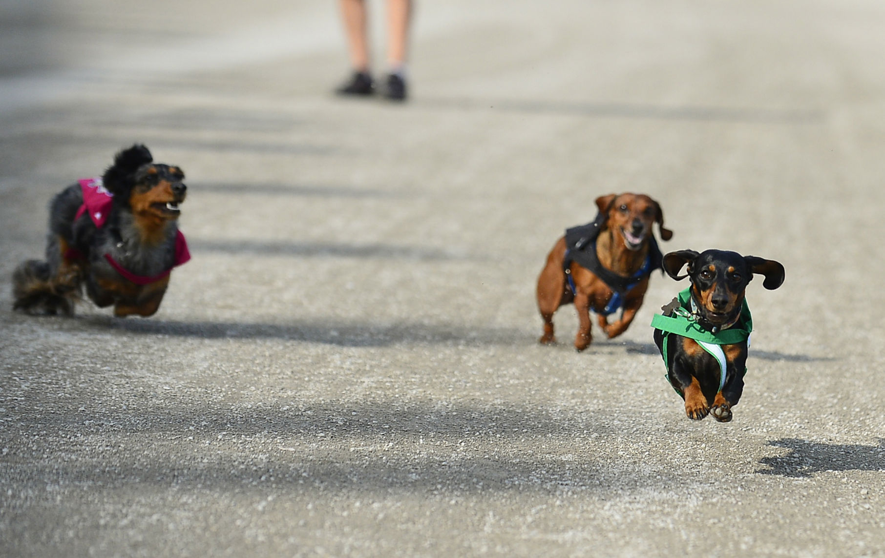 dachshund dash