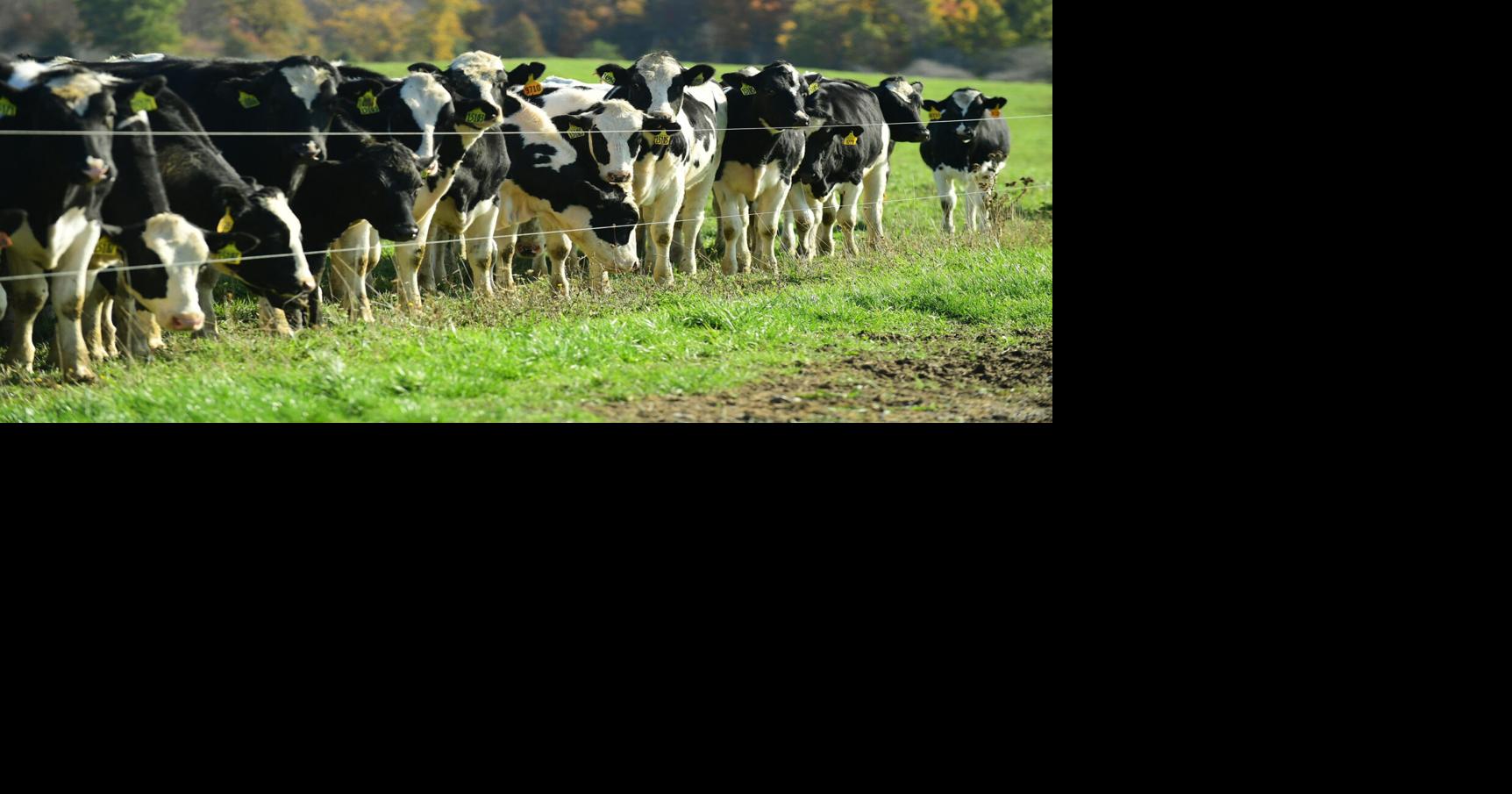 Photo Bovines gather in Batavia Local News