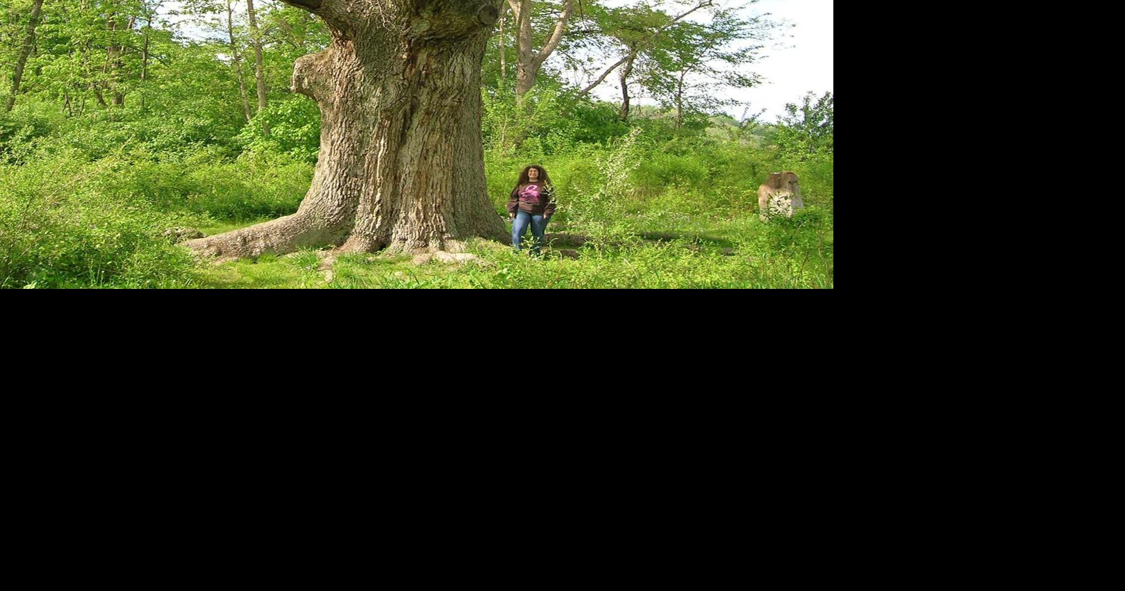 Master Gardener: Oak trees are a keystone species | Lifestyles ...