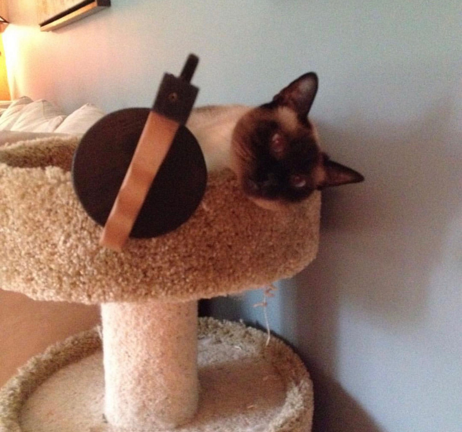 Cat missing for 36 hours cheap