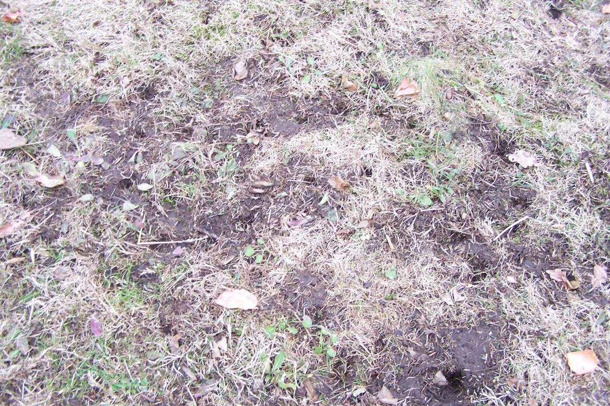 images Vole Damage To Lawn recognizing vole damage and how to deal