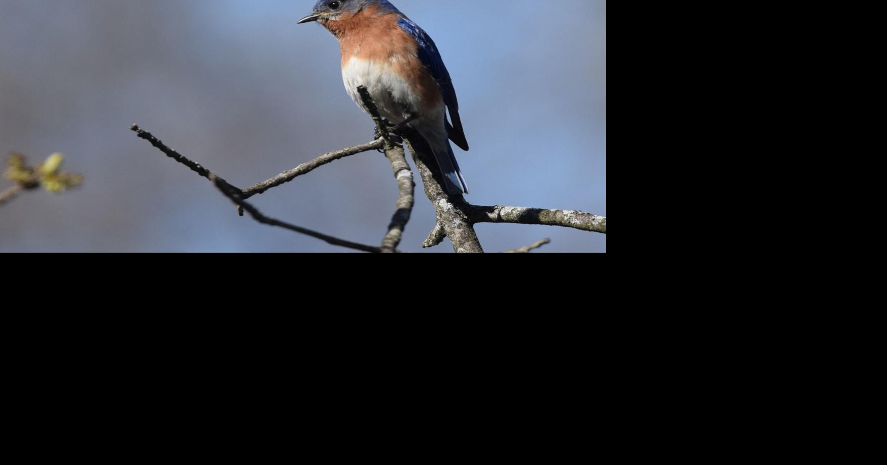 Feathered Friends: Get ready for bluebird season | Lifestyles