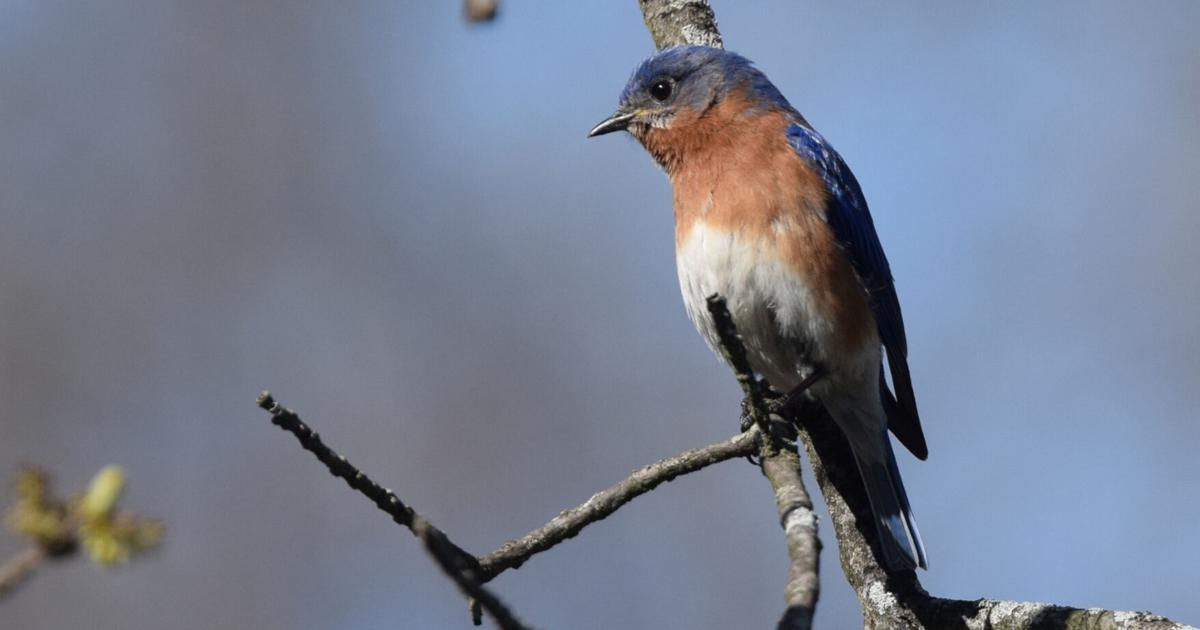Feathered Friends: Get ready for bluebird season | Lifestyles Feathered Friends: Get ready for bluebird season | Lifestyles