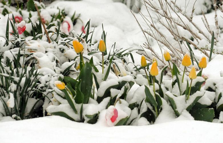 Springtime snows: Late snowfall breaks records in Buffalo and Rochester ...
