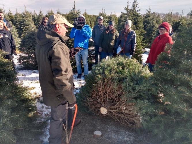 Tree from Stokoe Farms to welcome Finger Lakes visitors | Top Story ...