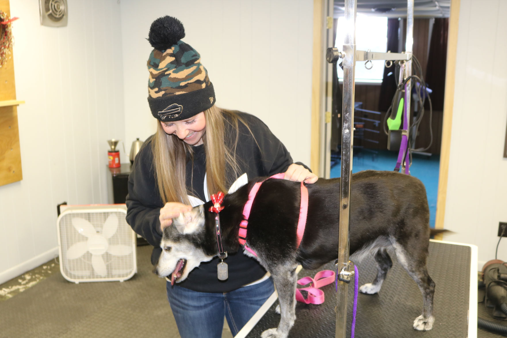 Dog day best sale afternoon grooming