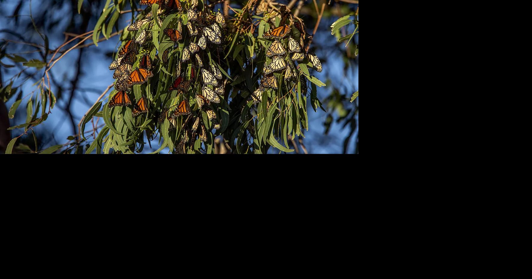 Monarch butterflies appear to be everywhere these days. Is the crisis over?