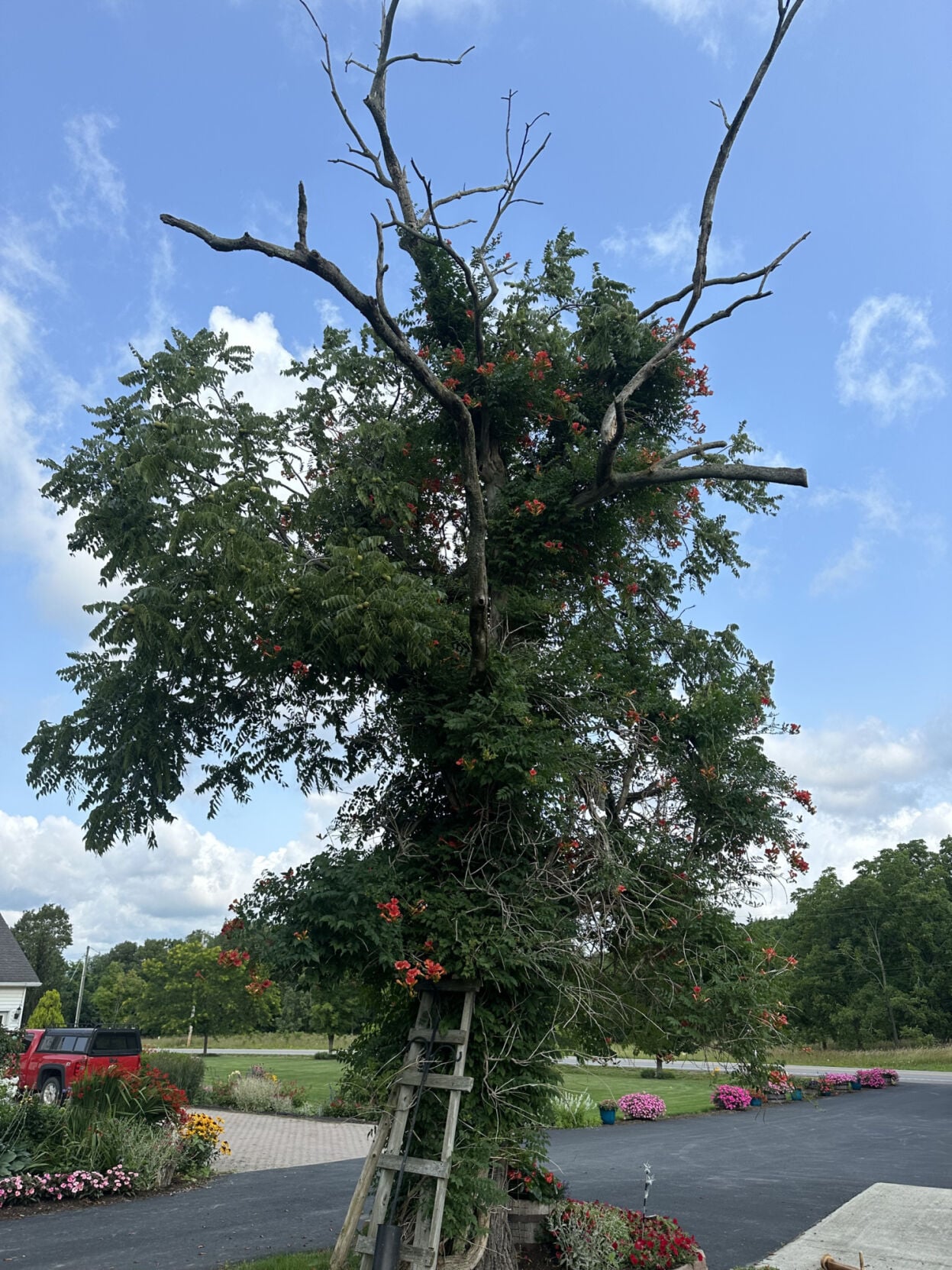 Feathered Friends: The story of my favorite tree | Lifestyles ...