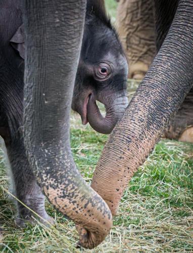 Extremely rare twin elephants born at Syracuse zoo