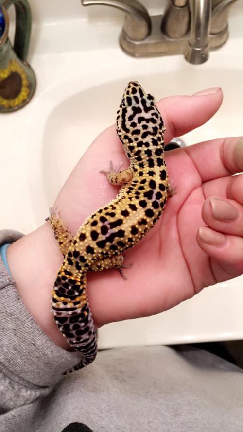 This little lady goes by Nathan Scott. She likes to eat crickets and bathe in her water bowl.