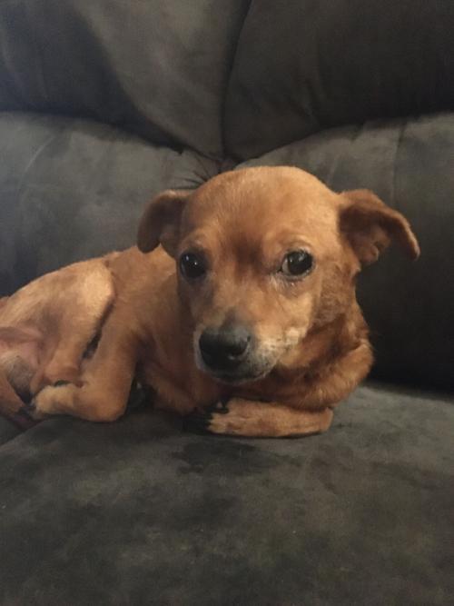 Pet of the Day: Chico