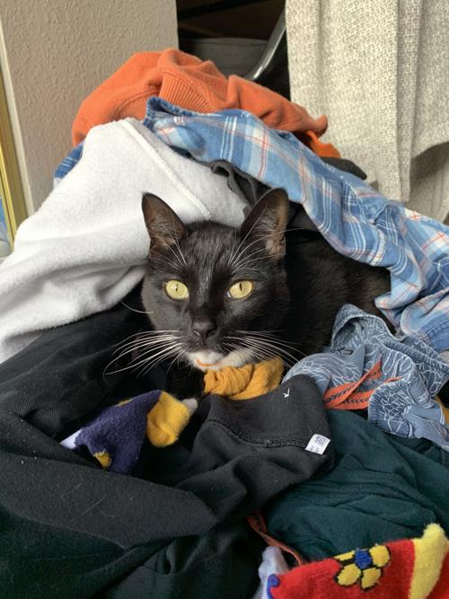 Pet of the Week: Desmond