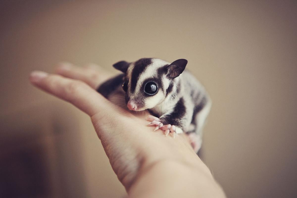 Exotic Animal and Reptile Expo is a pet paradise | Culture Exotic Animal and Reptile Expo is a pet paradise | Culture