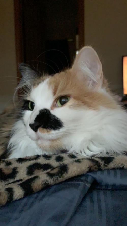 Pet of the Day: Cheerio