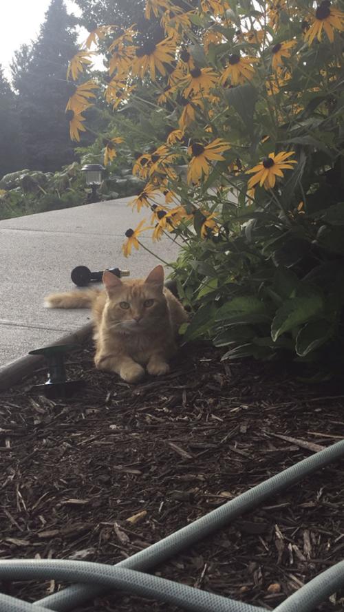 This is Chester, a majestic baby that emerged from the depths of the forest to fill my life with happiness and love.