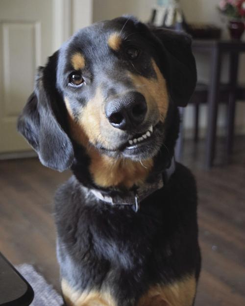 otis the dog