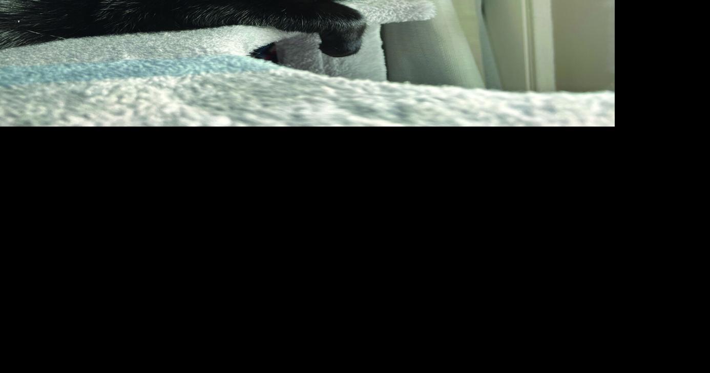 Pet of the Week - Meet Ruby! | Pet of the Week | thedaonline.com