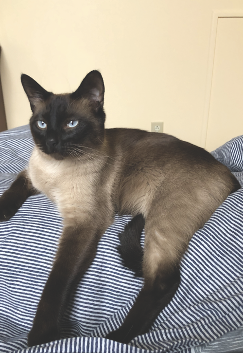 Leo loves playing with Q-tips, Dixie cups and mouse toys. He often gets into trouble!