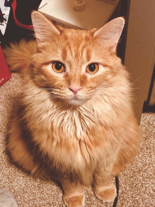 Einstein the orange tabby