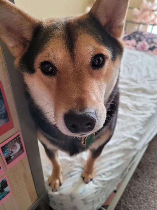 Pet of the Week: Sora