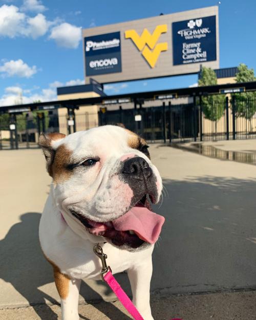 Pet of the Day: Hatley