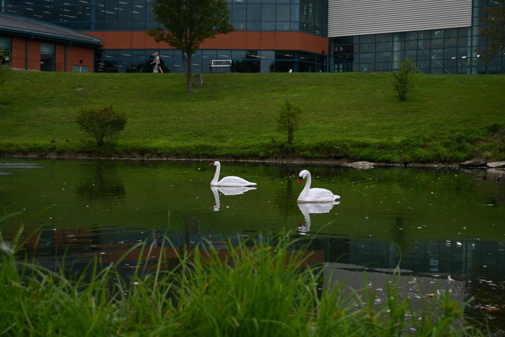 Silly Goose! The swans on Evansdale are fake | Culture