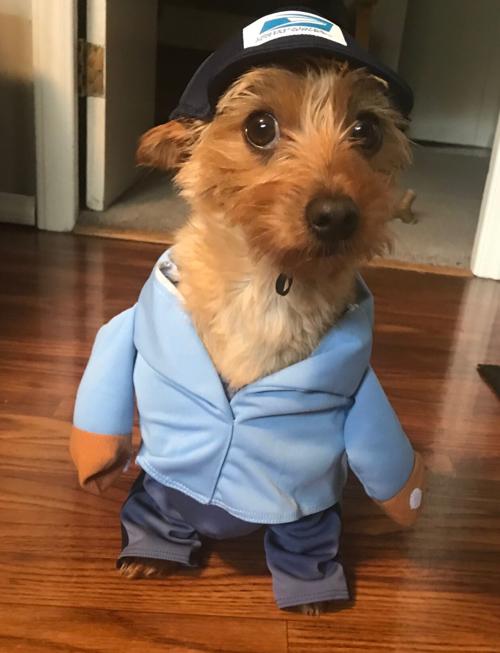 Pet of the Week: Bear