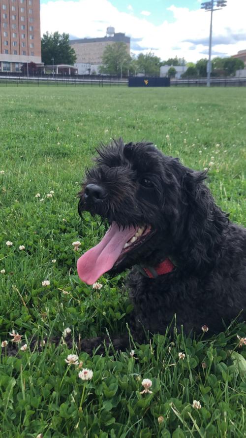 Pet of the Day: Oshie
