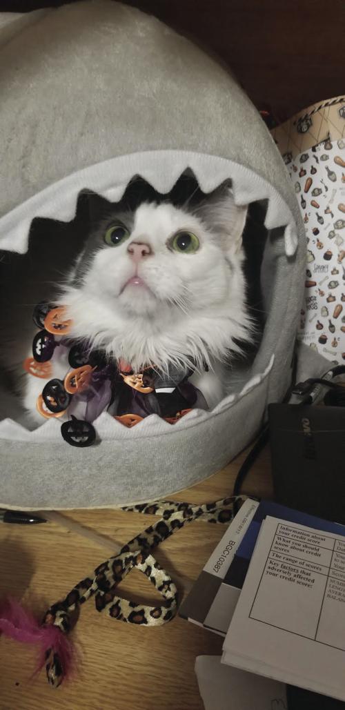 duchess the domestic long hair cat