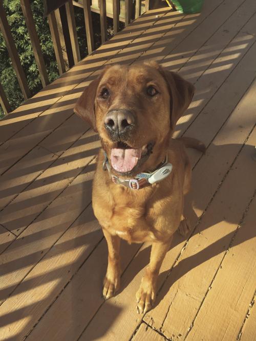 clementine the dog