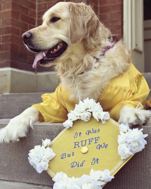 lorelai the golden retriever